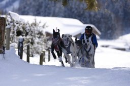 Lenk 2013